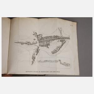 Georges Cuvier – Révolutions de la Surface