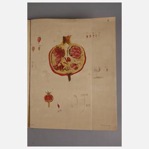 Th. F. L. Nees von Esenbeck