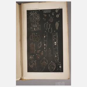 Matthias Jacob Schleiden