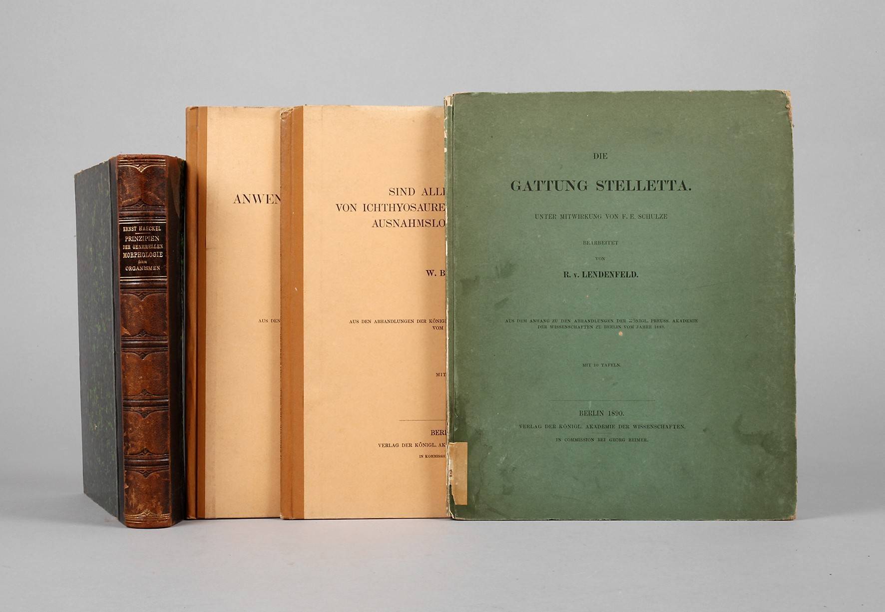 Konvolut Morphologie/Paläontologie