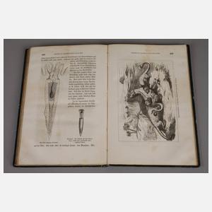 Konvolut Naturwissenschaft im 19. Jh.