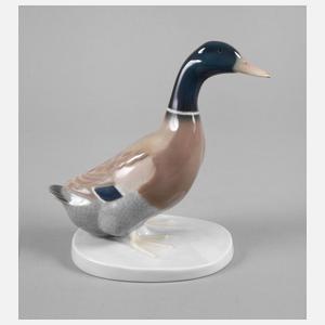 Heubach Lichte Erpel