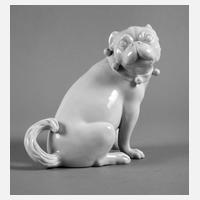 Meissen Mops mit Schellen111
