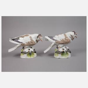 Meissen Paar Trommeltauben (Pigeon)