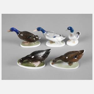 Rosenthal 5 Enten