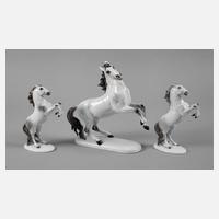 Rosenthal drei Apfelschimmel111