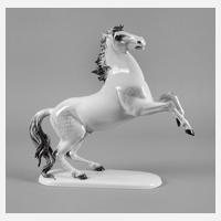 Rosenthal steigender Hengst111