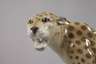 Schaubachkunst sitzender Leopard