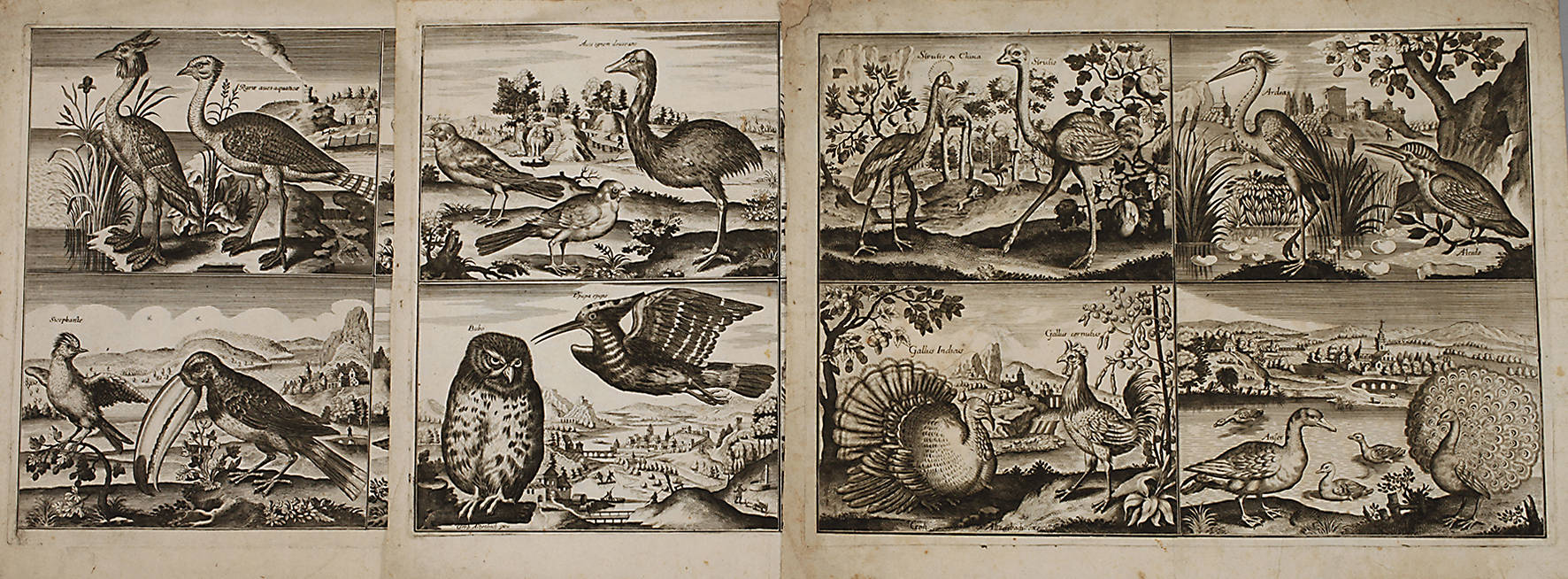 Gerhard Altzenbach, Konvolut Vogeldarstellungen