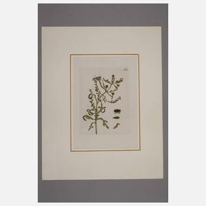 Maria Sibylla Merian, Paar kolorierte Kupferstiche