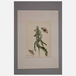 Maria Sibylla Merian, Paar kolorierte Kupferstiche