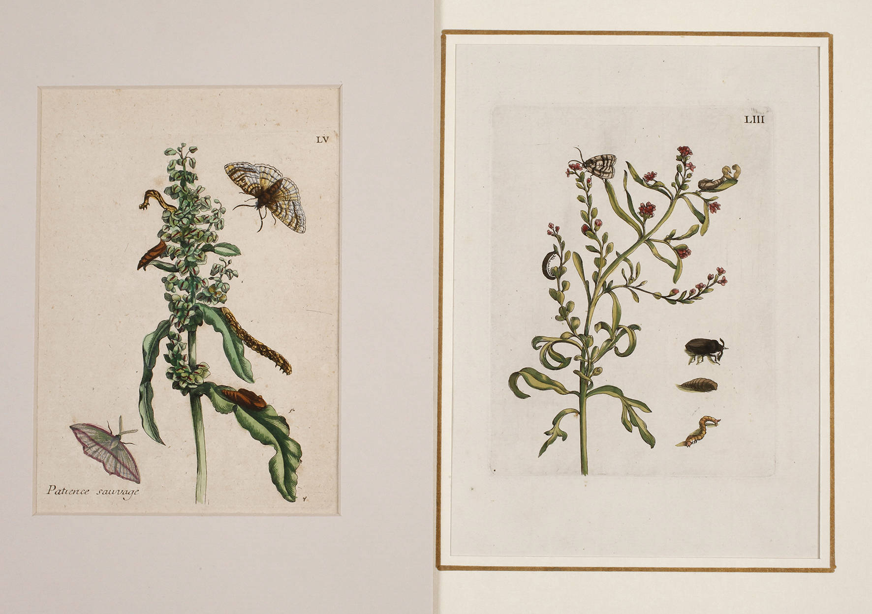 Maria Sibylla Merian, Paar kolorierte Kupferstiche