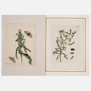 Maria Sibylla Merian, Paar kolorierte Kupferstiche