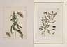 Maria Sibylla Merian, Paar kolorierte Kupferstiche