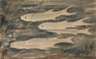 Georg Gelbke, Fische im Wasser