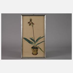 Rudolf G. Werner, Orchidee im Topf