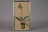 Rudolf G. Werner, Orchidee im Topf