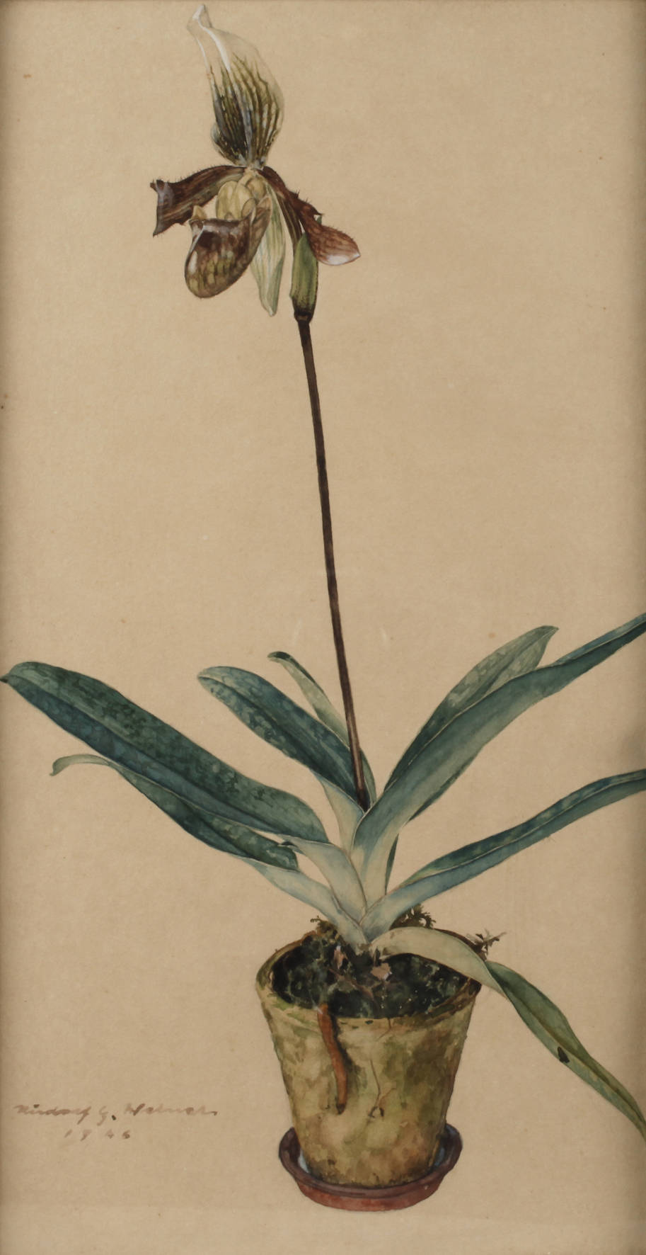 Rudolf G. Werner, Orchidee im Topf