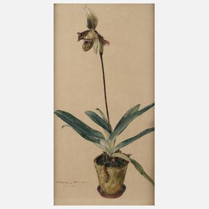 Rudolf G. Werner, Orchidee im Topf