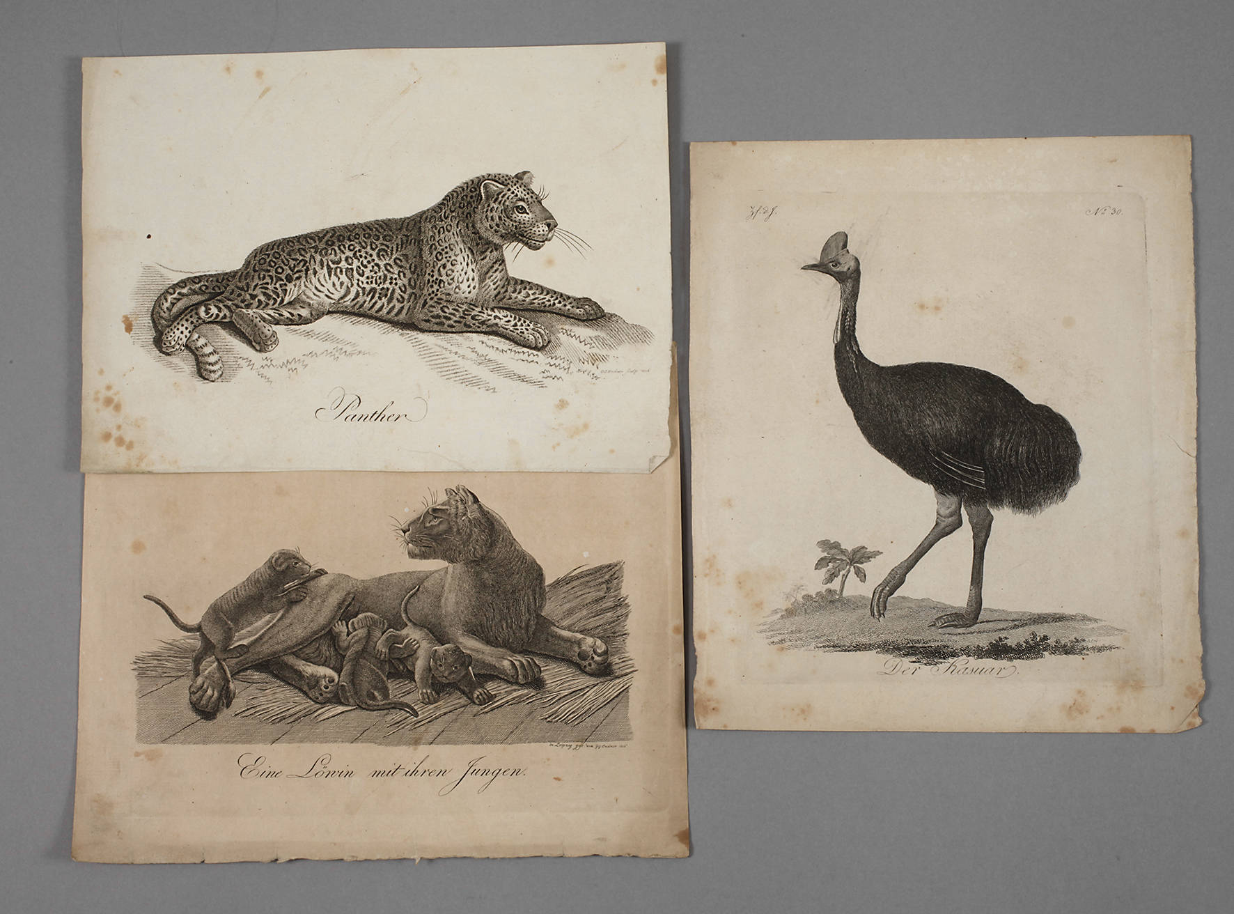 Gustav Georg Endner, Raubkatzendarstellungen