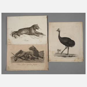 Gustav Georg Endner, Raubkatzendarstellungen