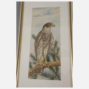 Friedrich Reimann, Drei Vogeldarstellungen