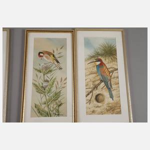 Friedrich Reimann, Serie mit Vogeldarstellungen