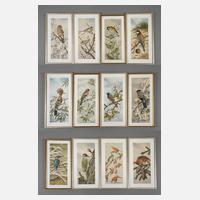 Friedrich Reimann, Serie mit Vogeldarstellungen111