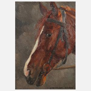 Hellmut Bachrach-Baree, Pferdekopf