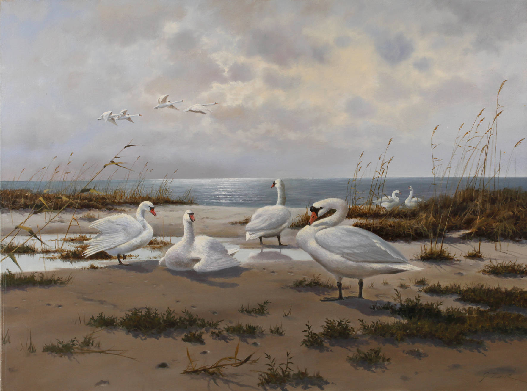 Gerhard Zank, Schwäne an der Küste
