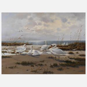 Gerhard Zank, Schwäne an der Küste