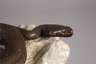 Bronzeschlange auf Marmorsockel
