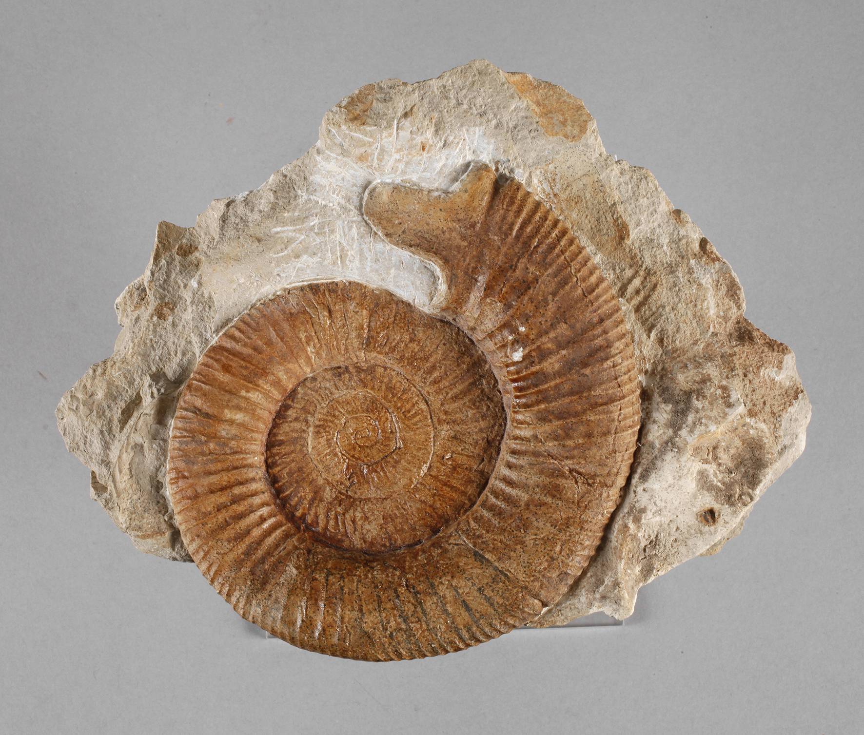 Fränkischer Ammonit