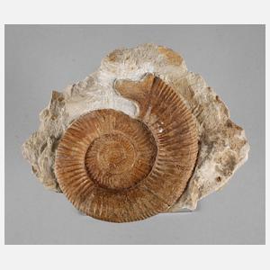 Fränkischer Ammonit