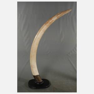 Paar prachtvolle Elfenbeinstoßzähne