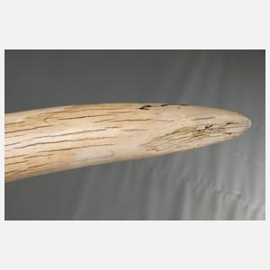 Paar prachtvolle Elfenbeinstoßzähne