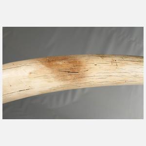 Paar prachtvolle Elfenbeinstoßzähne