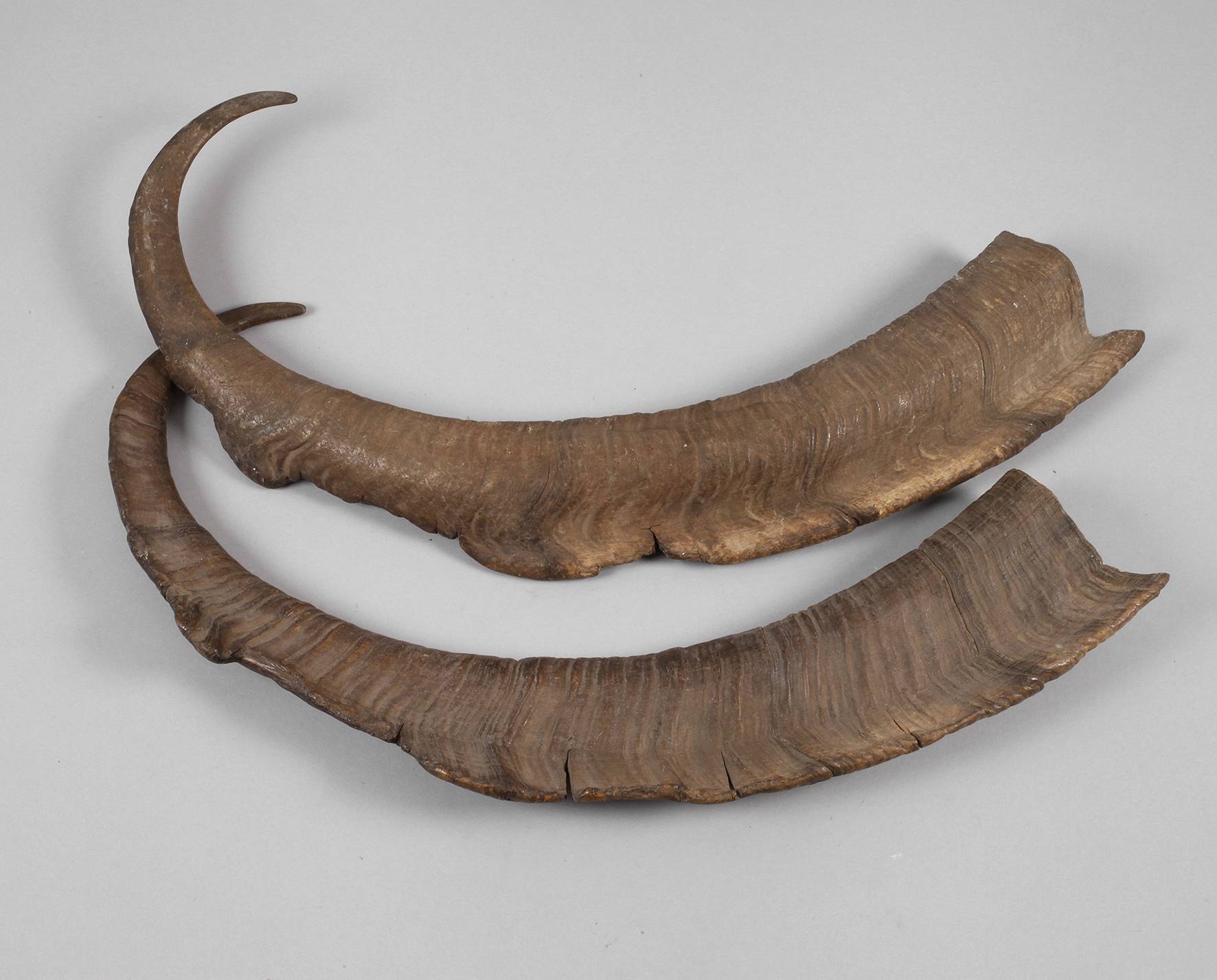 Paar Steinbockhörner