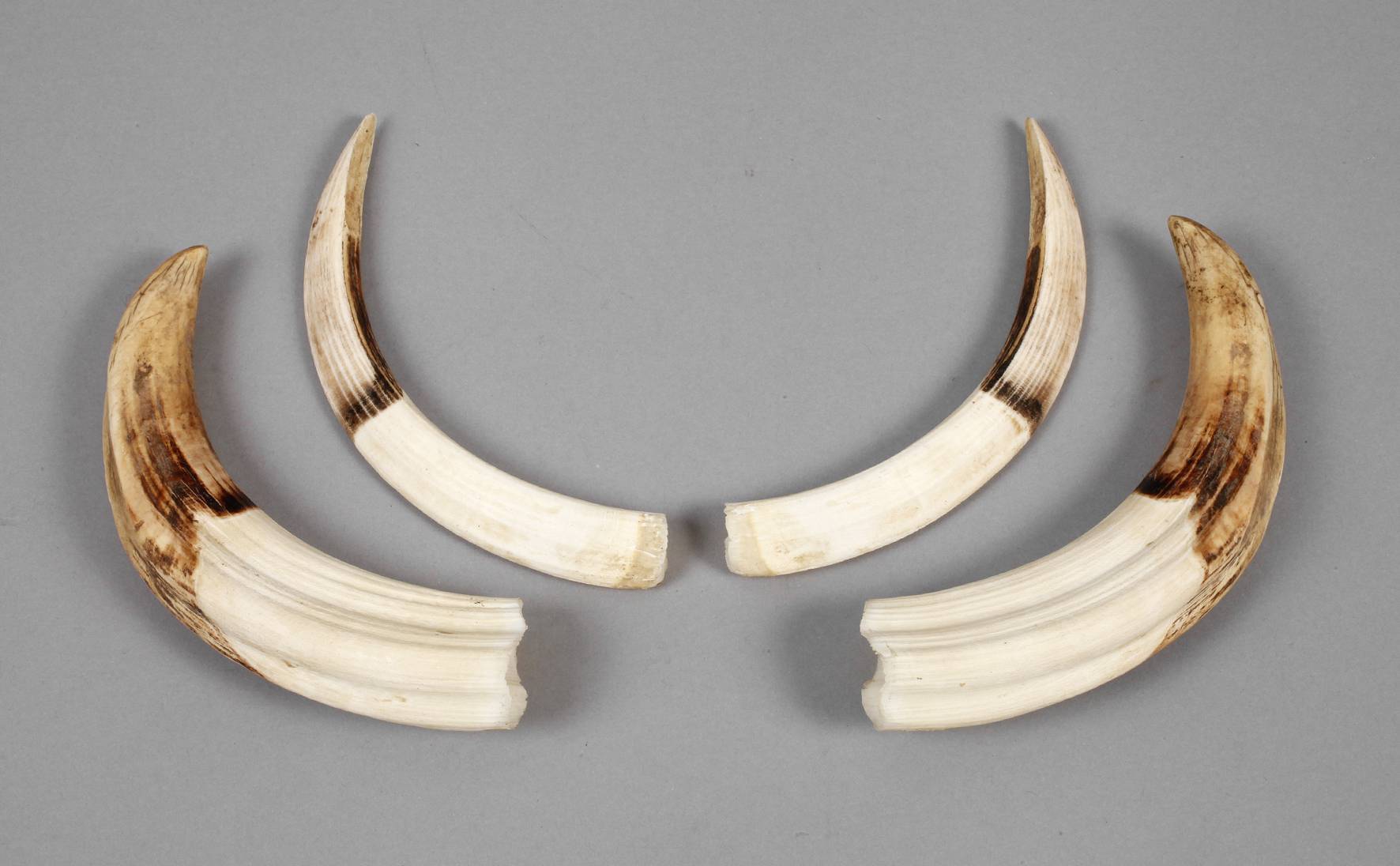 Vier Hauer eines Warzenschweins