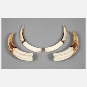 Vier Hauer eines Warzenschweins