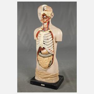 Lehrmodell Anatomie