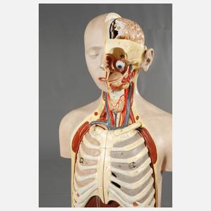 Lehrmodell Anatomie