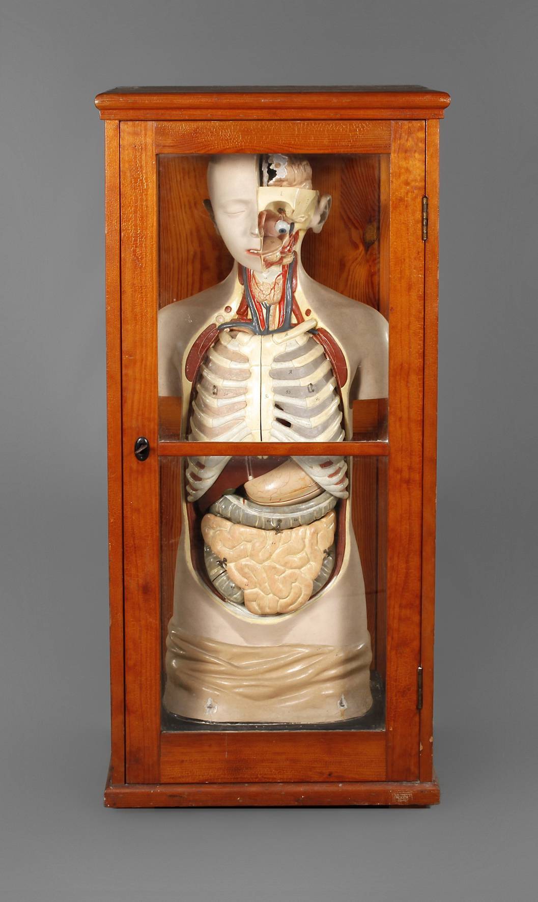 Lehrmodell Anatomie