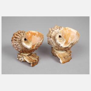 Zwei Muschelschalen