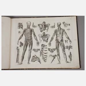 Anatomische Studienblätter