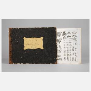 Anatomische Studienblätter