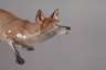 Meissen schleichender Fuchs