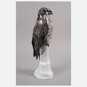 Rosenthal großer Bussard auf Felsen