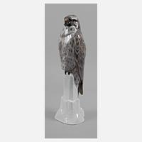 Rosenthal großer Bussard auf Felsen111