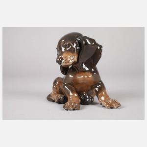 Rosenthal Dackelwelpe